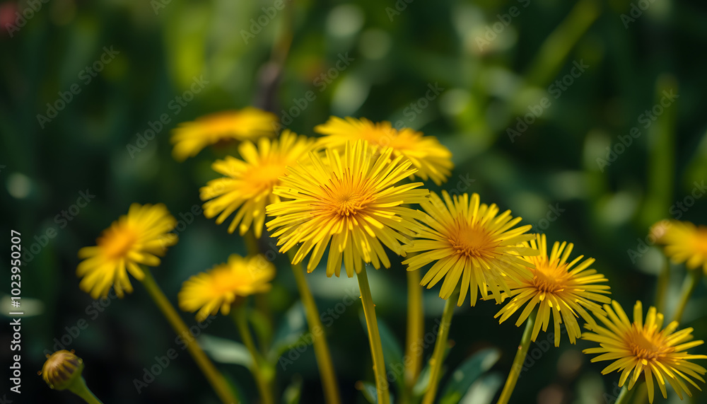 Yellow dandelion flowers in the garden. Selective focus isolated with white highlights, png Yellow dandelion flowers in the garden. Selective focus isolated with white highlights, png