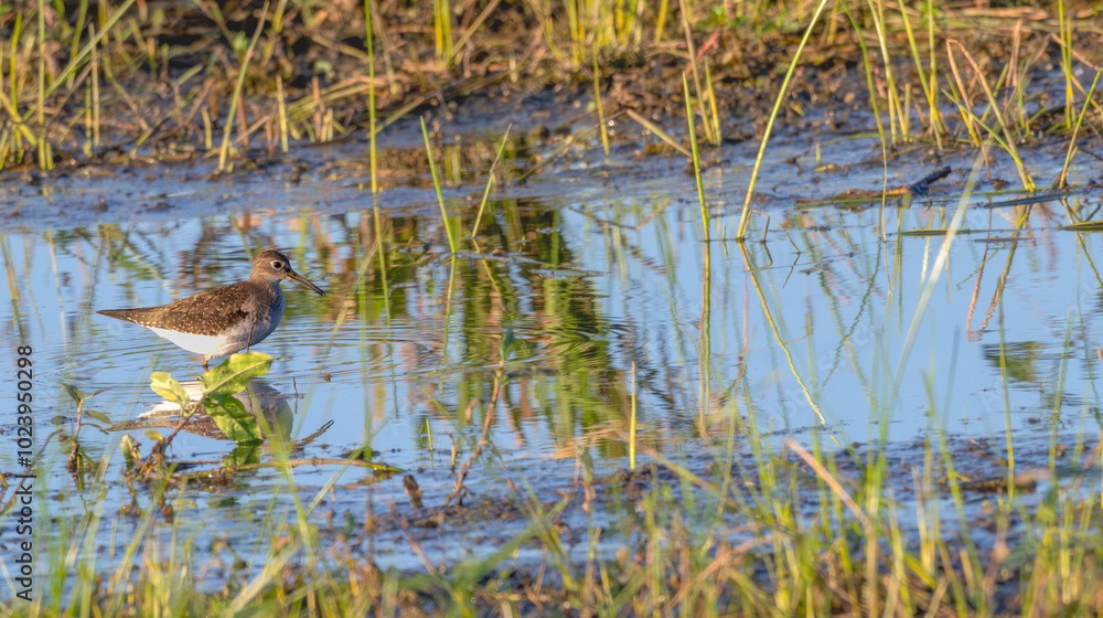 Lesser yellowlegs wades through a shallow pond at sunset. Lesser yellowlegs wades through a shallow pond at sunset.