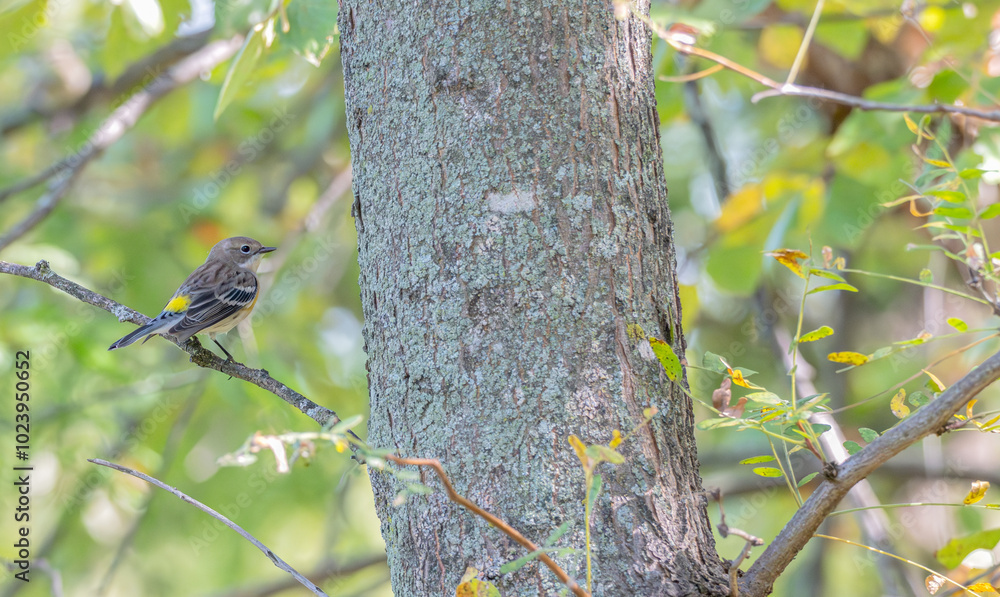 Closeup of a yellow-rumped warbler perched in a tree. Closeup of a yellow-rumped warbler perched in a tree.