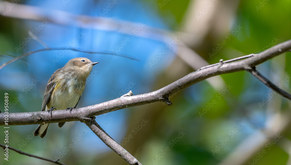 Yellow-rumped warbler perched in a tree. Yellow-rumped warbler perched in a tree.