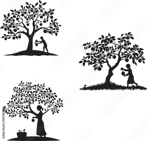 Silhouette of a person picking apples from a tree, set of silhouettes of apple trees