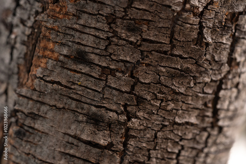 textura de corteza de árbol cuarteada