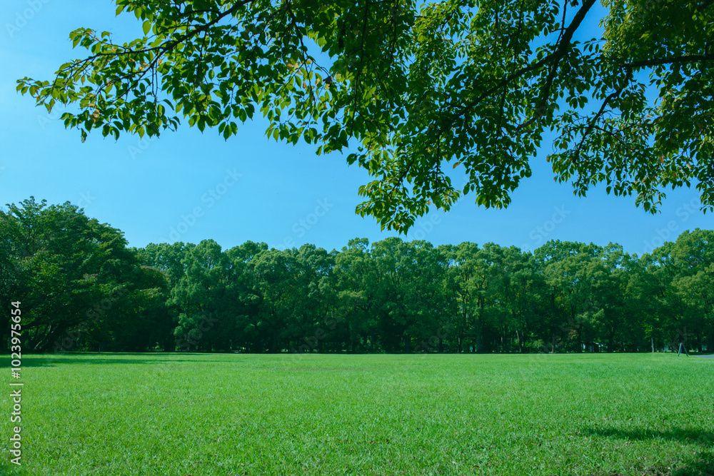 Obraz premium Green Park