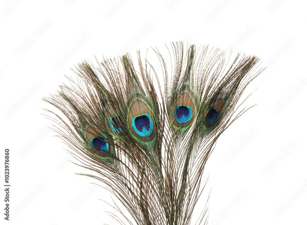Obraz premium Many beautiful peacock feathers isolated on white
