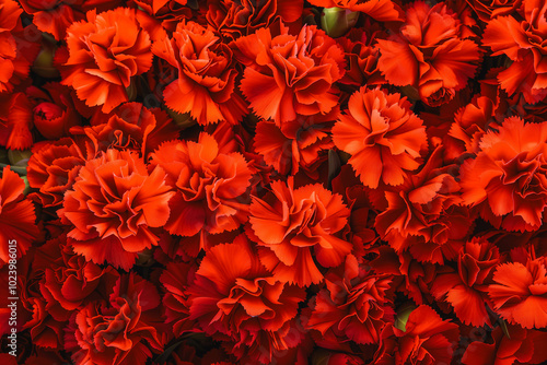 Bouquet of red flowers carnation for use as nature background, red carnation close up texture background, for Mother's Day, wedding, feminine red backgrounds