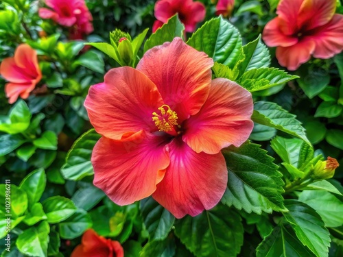 Stunning Hibiscus Rose de Chine Blooms in Vibrant Colors Surrounded by Lush Green Foliage