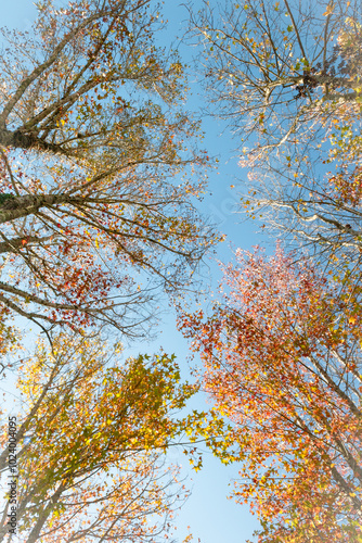 autumn leaves against sky