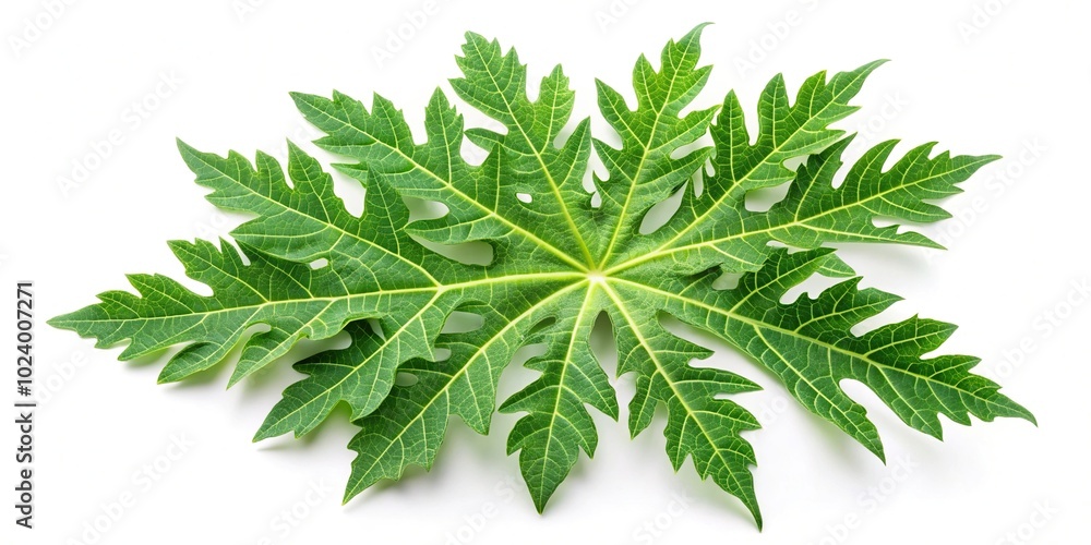 High angle view of a papaya leaf with green papaya leaves isolated on white background High angle view of a papaya leaf with green papaya leaves isolated on white background