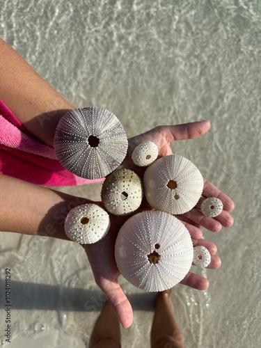 Snorkeling Sea Urchins photo