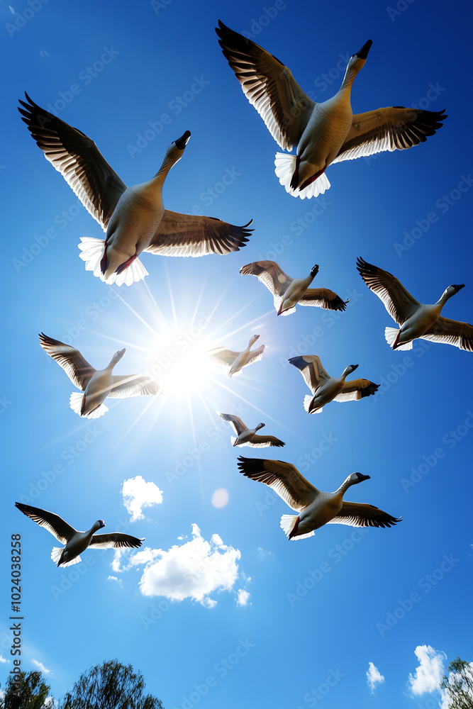Obraz premium Geese flying against a bright blue sky