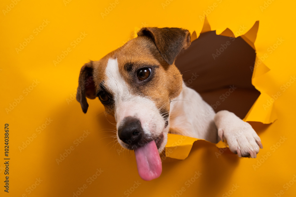 Licking jack russell terrier comes out of a paper orange background tearing it. Licking jack russell terrier comes out of a paper orange background tearing it.