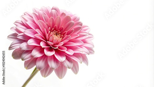 hyperrealistic pink flower isolated on white background