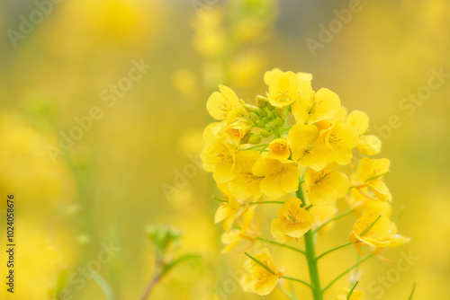 からし菜（アブラナ）の花のクローズアップ