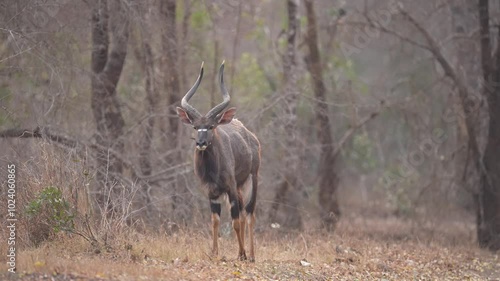 Lowland nyala or  Nyala (Tragelaphus angasii) is a spiral-horned artiodactyl antelope native to Southern Africa. This is a mature bull in the thick bush of South Africa. Slow motion, 25 percent