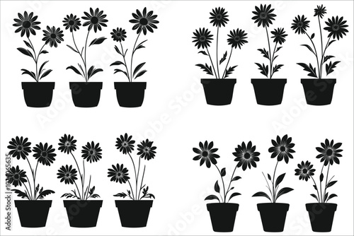 Set of decorative daisy flower silhouettes in pots vector. Decorative daisy flower pot vector designs. Vector silhouettes of daisy flower in pots. Stylish daisy flower pots vector illustration