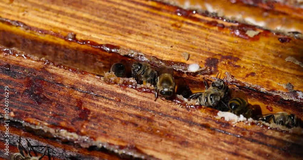 bees and their hive with wooden honeycomb frames, a bee hive with honey bees in sunny weather in summer