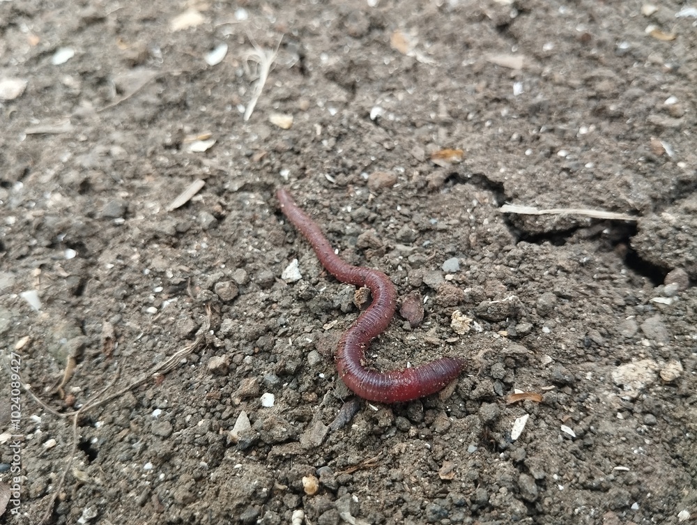 Lumbricina Moniligastrida or Earthworms are walking on the surface of the soil Lumbricina Moniligastrida or Earthworms are walking on the surface of the soil