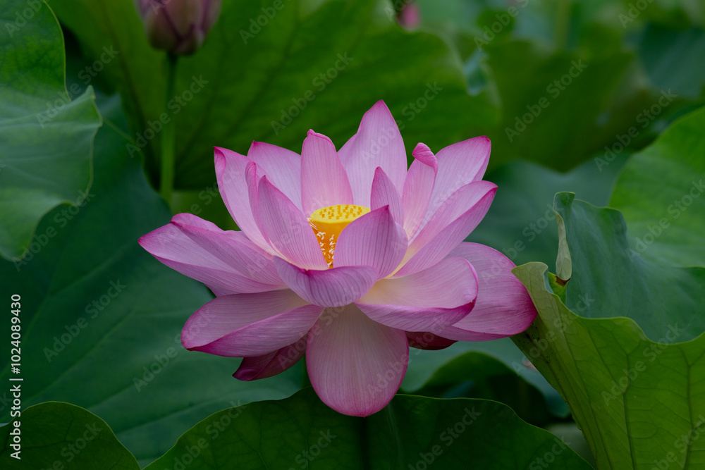東京都　上野不忍池　満開の蓮の花