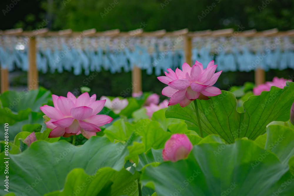 東京都 上野不忍池 満開の蓮の花 東京都 上野不忍池 満開の蓮の花