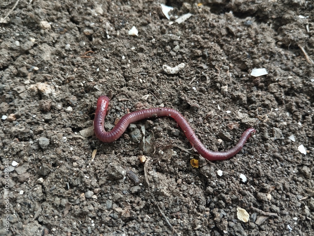 Lumbricina Moniligastrida or Earthworms are walking on the surface of the soil Lumbricina Moniligastrida or Earthworms are walking on the surface of the soil