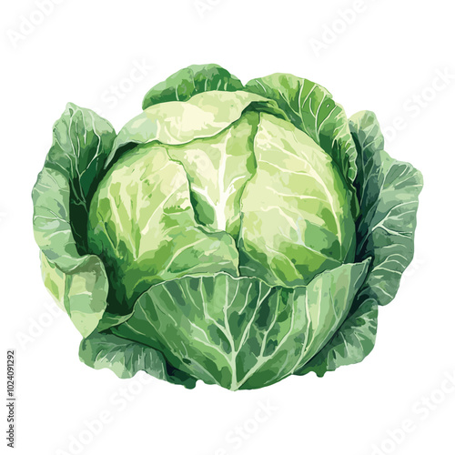 cabbage lettuce in watercolor illustration style, isolated vector on white background