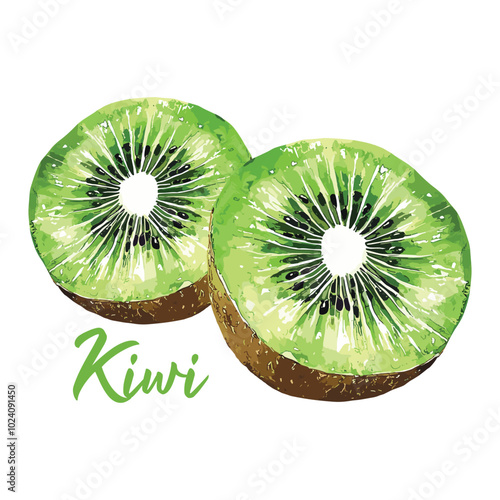 kiwi fruit in watercolor illustration style, isolated vector on white background