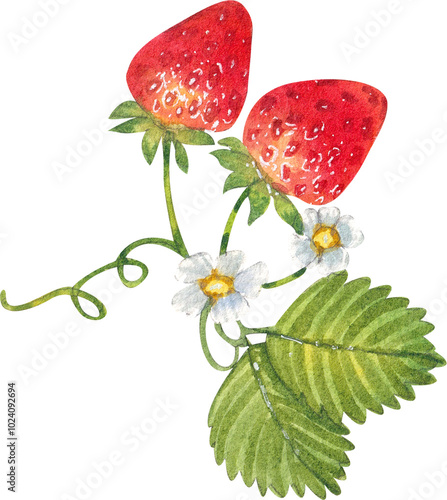 A beautiful strawberry vine with two strawberries, two leaves, and two flowers, hand-drawn watercolor painting illustration