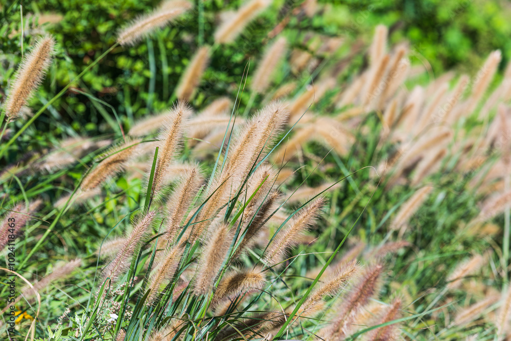 Foxtail fountain grass swaying in the autumn wind. Chinese pennisetum, Chinese fountain grass, dwarf fountain grass, swamp foxtail grass, Sukryeong