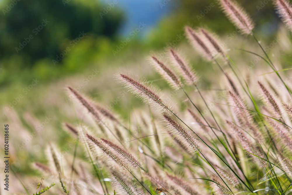 Foxtail fountain grass swaying in the autumn wind. Chinese pennisetum, Chinese fountain grass, dwarf fountain grass, swamp foxtail grass, Sukryeong Foxtail fountain grass swaying in the autumn wind. Chinese pennisetum, Chinese fountain grass, dwarf fountain grass, swamp foxtail grass, Sukryeong