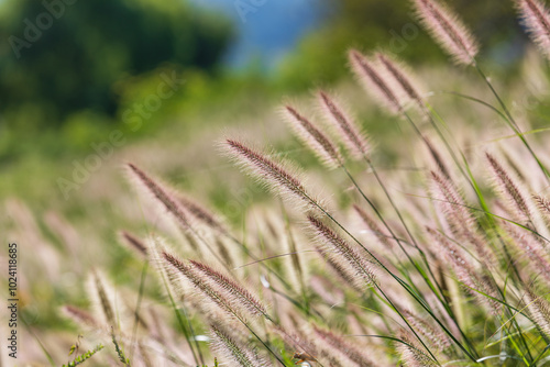 Foxtail fountain grass swaying in the autumn wind. Chinese pennisetum, Chinese fountain grass, dwarf fountain grass, swamp foxtail grass, Sukryeong