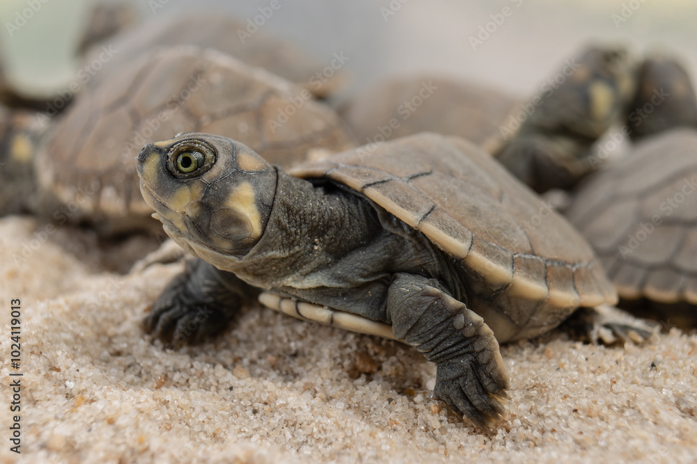 Fototapeta premium Taricayas or Amazon river turtles, are aquatic turtles that live in the rivers of the Amazon, photos of small taricayas born on beaches