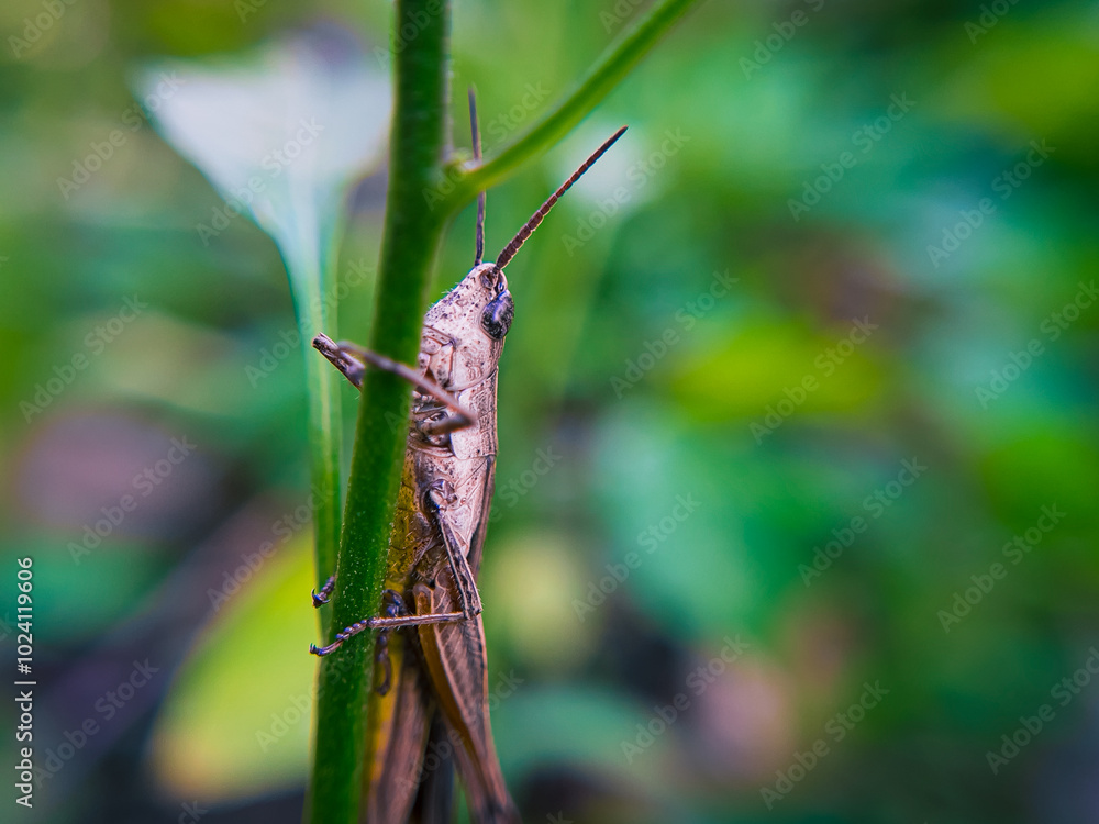 Grasshopper on a Leaf