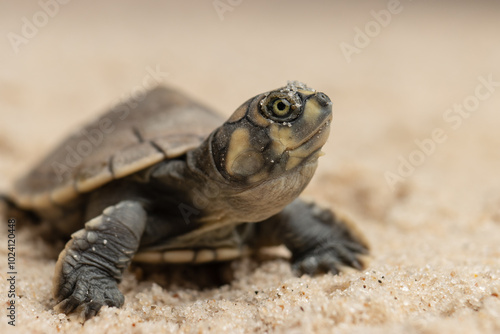 Taricayas or Amazon river turtles, are aquatic turtles that live in the rivers of the Amazon, photos of small taricayas born on beaches photo