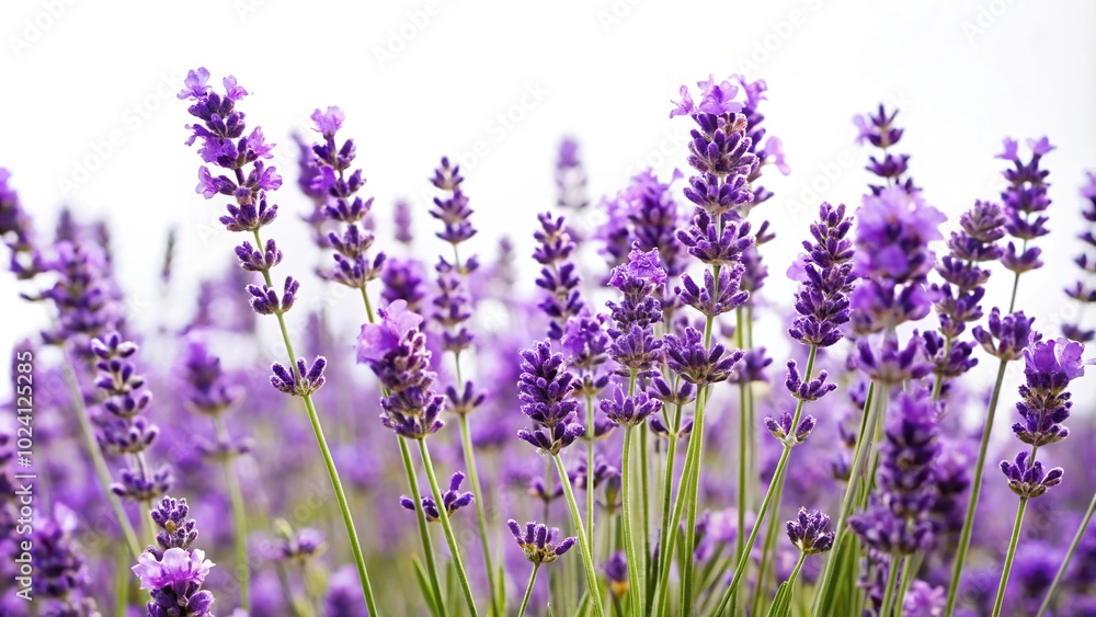Obraz premium Lavender flower plants isolated on white background with shallow depth of field