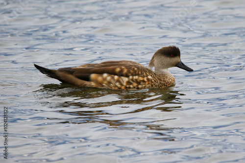 South American crested duck swimming in Puerto Natales in the waters of the Admiral Montt Gulf, Patagonia, Chile, Magallanes and Antartica Chilena Region photo