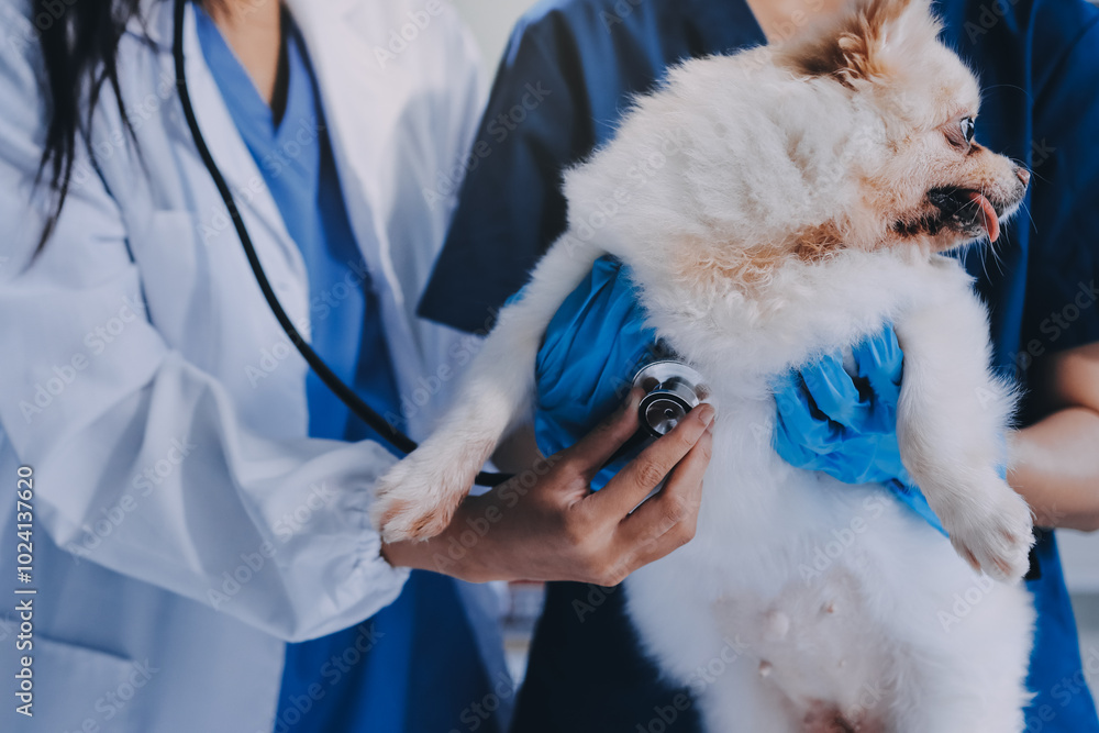 Closeup shot of veterinarian hands checking dog by stethoscope in vet clinic Closeup shot of veterinarian hands checking dog by stethoscope in vet clinic