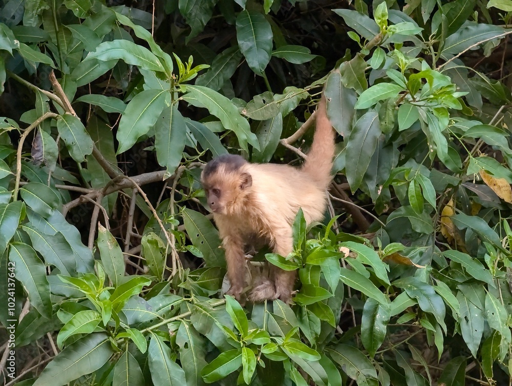 monkey Formosa Brazil monkey Formosa Brazil