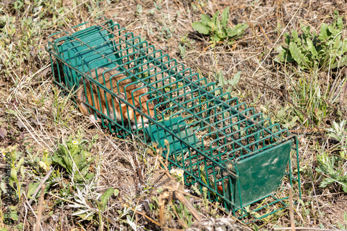 Ein Europäischer Hamster in einer Lebendfalle gefangen photo