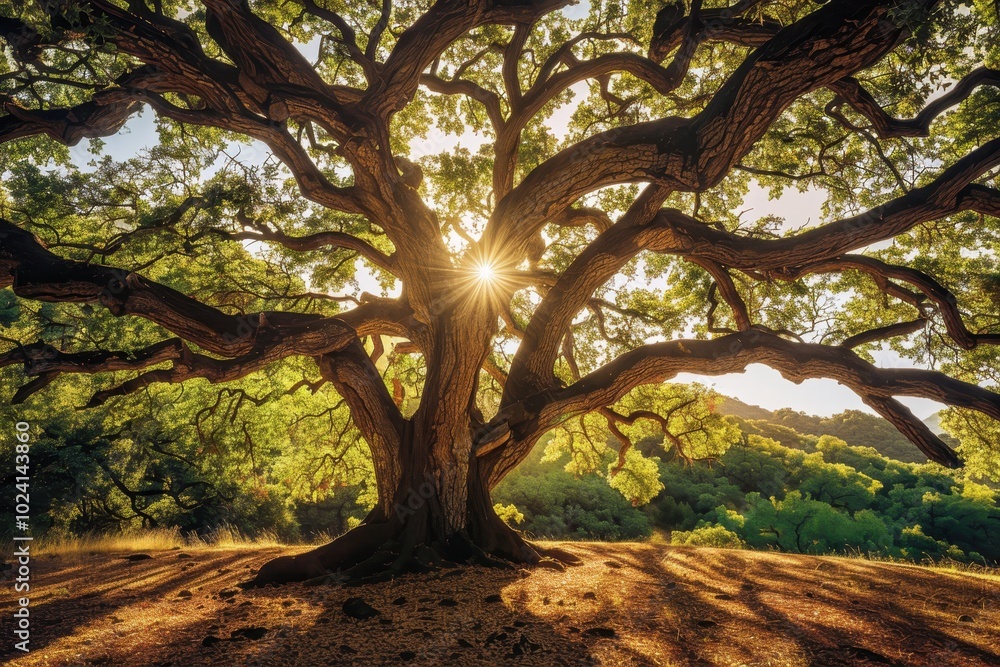 Fototapeta premium A Majestic Oak Tree Silhouetted Against The Sun