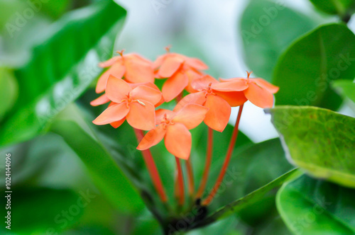 Ixora chinensis Lamk, Ixora spp or Zephyranthes or West Indian Jasmine and orange flower photo