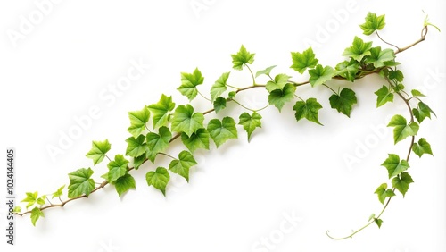 Long Shot vine plant climbing isolated on white background with Clipping Path