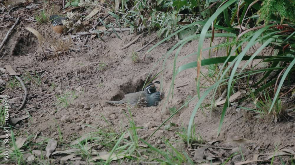 california quail taking a dirt bath california quail taking a dirt bath