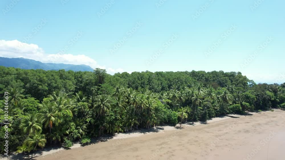 Tropical Palm Tree Beach in Costa Rica (Uvita Beach) - Filmed with a Drone. Different shots available in my portfolio. Tropical Palm Tree Beach in Costa Rica (Uvita Beach) - Filmed with a Drone. Different shots available in my portfolio.