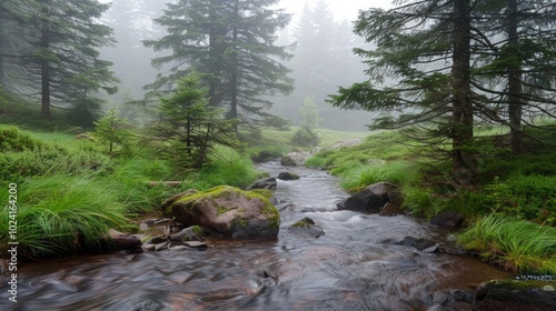 Misty Forest Stream in the Carpathian Mountains