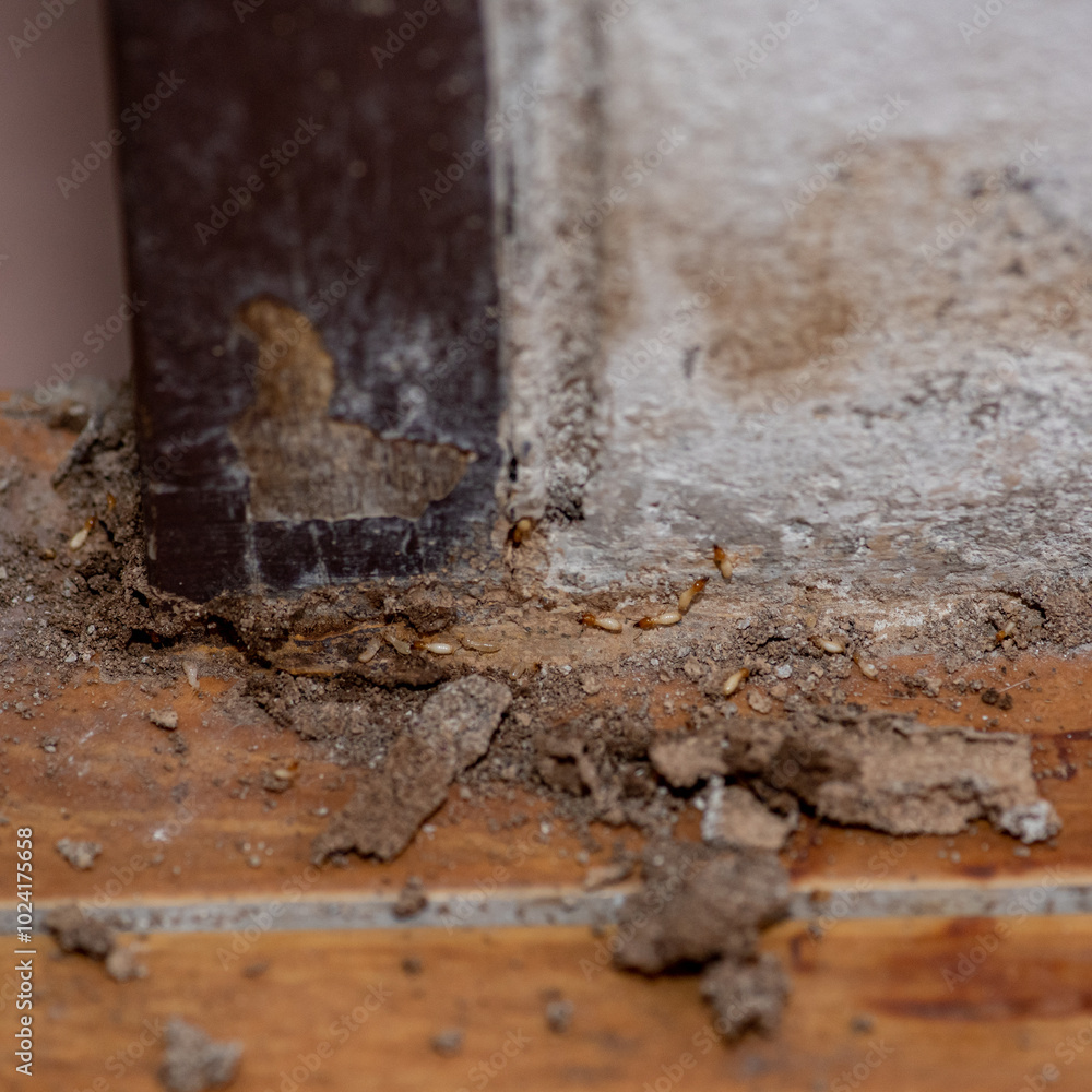 Close up of Termites Eating wood, (Termite damage house) Close up of Termites Eating wood, (Termite damage house)