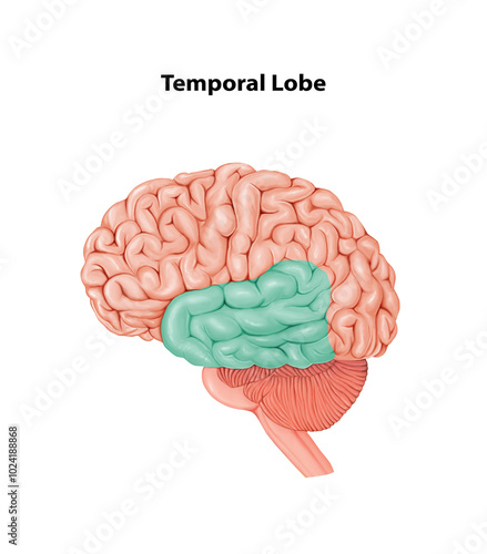 Temporal Lobe Medical Illustration Human Brain anatomy