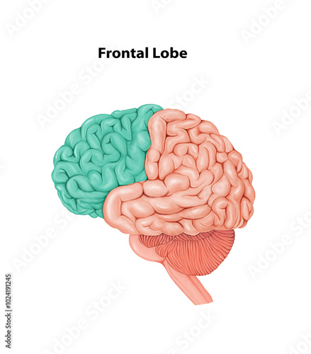 Frontal Lobe Medical Illustration Human Brain anatomy