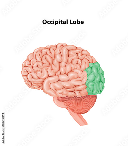 Occipital Lobe  Medical Illustration Human Brain anatomy