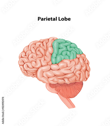 Parietal Lobe  Medical Illustration Human anatomy