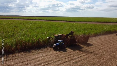 Brazilian sugar cane farm at harvest season
